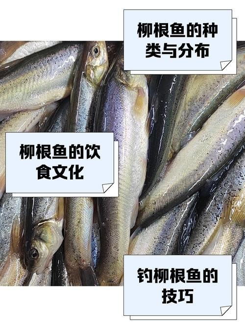 柳丁魚(yú)圖片大全，“柳丁魚(yú)圖片大全”聚焦于展示各類(lèi)柳丁魚(yú)的視覺(jué)影像資料