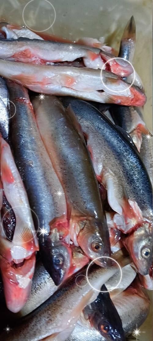 柳丁魚(yú)圖片大全，“柳丁魚(yú)圖片大全”聚焦于展示各類(lèi)柳丁魚(yú)的視覺(jué)影像資料