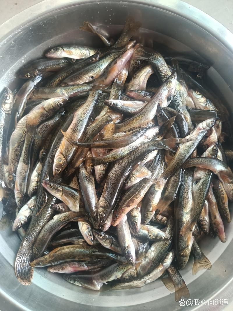 柳丁魚(yú)圖片大全，“柳丁魚(yú)圖片大全”聚焦于展示各類(lèi)柳丁魚(yú)的視覺(jué)影像資料