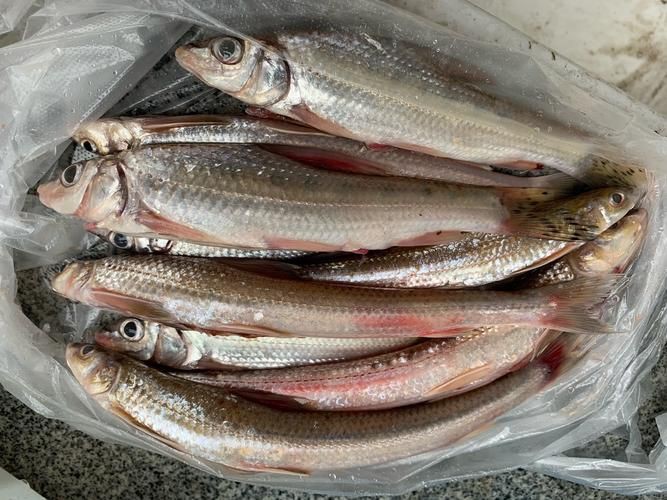 柳丁魚(yú)圖片大全，“柳丁魚(yú)圖片大全”聚焦于展示各類(lèi)柳丁魚(yú)的視覺(jué)影像資料