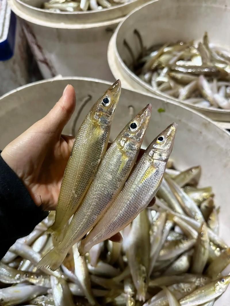 柳丁魚(yú)圖片大全，“柳丁魚(yú)圖片大全”聚焦于展示各類(lèi)柳丁魚(yú)的視覺(jué)影像資料