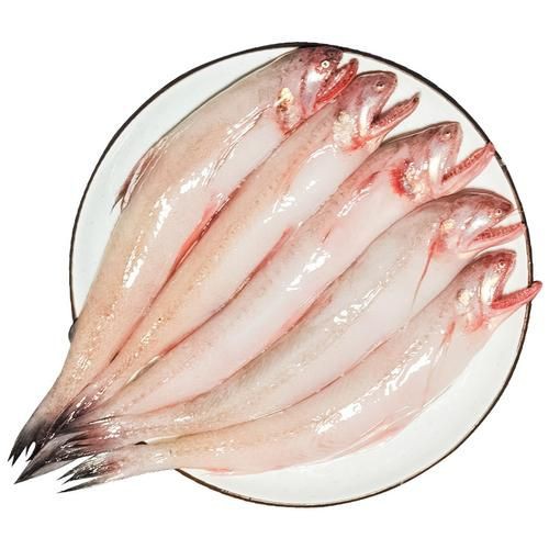 柳丁魚(yú)圖片大全，“柳丁魚(yú)圖片大全”聚焦于展示各類(lèi)柳丁魚(yú)的視覺(jué)影像資料