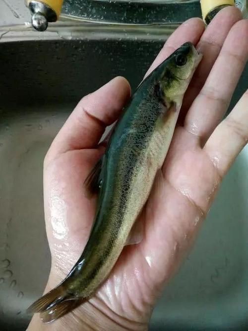 柳丁魚(yú)圖片大全，“柳丁魚(yú)圖片大全”聚焦于展示各類(lèi)柳丁魚(yú)的視覺(jué)影像資料