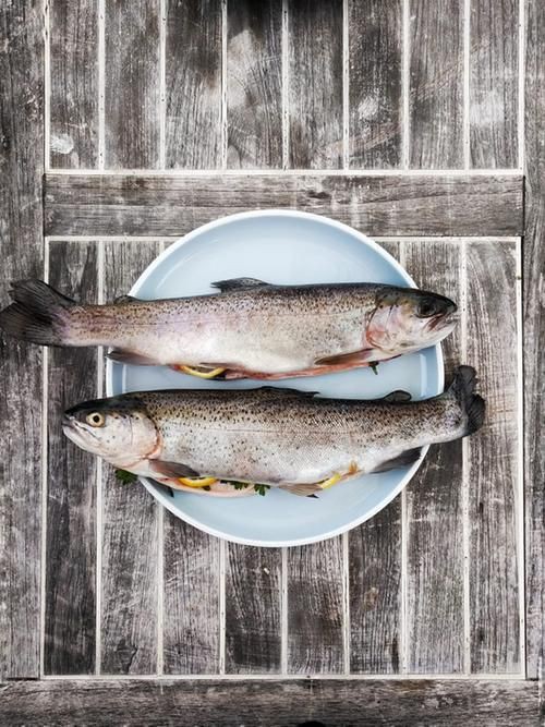 柳丁魚(yú)圖片大全，“柳丁魚(yú)圖片大全”聚焦于展示各類(lèi)柳丁魚(yú)的視覺(jué)影像資料