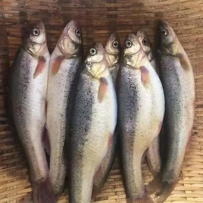 柳丁魚(yú)圖片大全，“柳丁魚(yú)圖片大全”聚焦于展示各類(lèi)柳丁魚(yú)的視覺(jué)影像資料