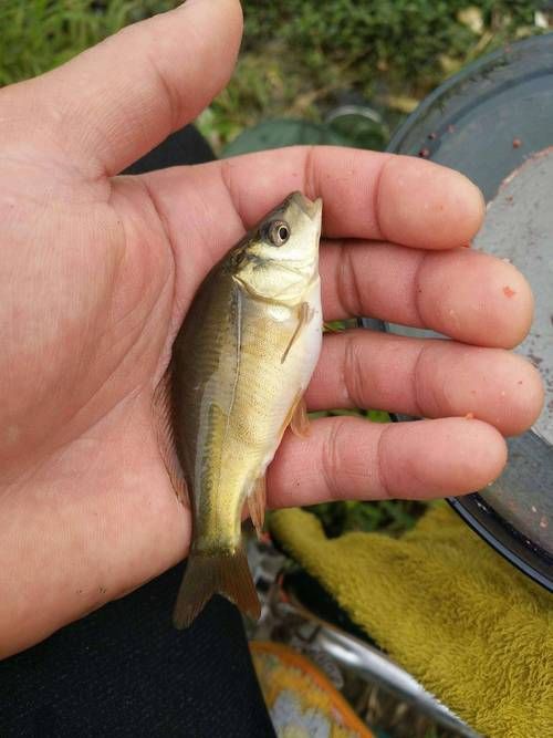 柳丁魚(yú)圖片大全，“柳丁魚(yú)圖片大全”聚焦于展示各類(lèi)柳丁魚(yú)的視覺(jué)影像資料