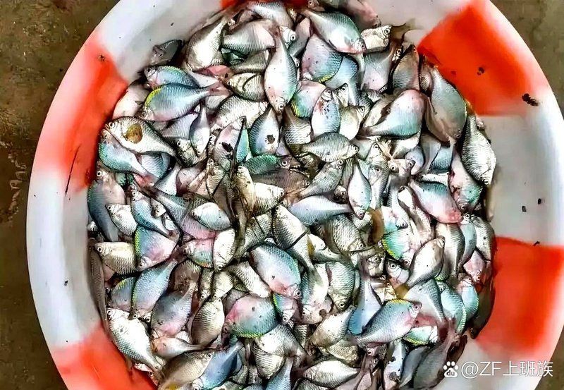 柳丁魚(yú)圖片大全，“柳丁魚(yú)圖片大全”聚焦于展示各類(lèi)柳丁魚(yú)的視覺(jué)影像資料