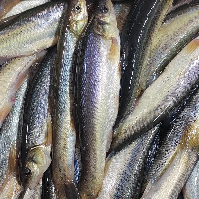 柳丁魚(yú)圖片大全，“柳丁魚(yú)圖片大全”聚焦于展示各類(lèi)柳丁魚(yú)的視覺(jué)影像資料