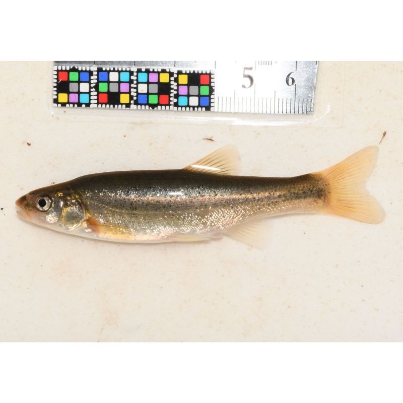 柳丁魚(yú)圖片大全，“柳丁魚(yú)圖片大全”聚焦于展示各類(lèi)柳丁魚(yú)的視覺(jué)影像資料