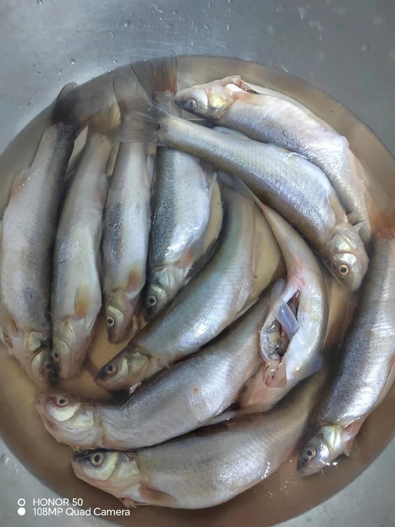 柳丁魚(yú)圖片大全，“柳丁魚(yú)圖片大全”聚焦于展示各類(lèi)柳丁魚(yú)的視覺(jué)影像資料