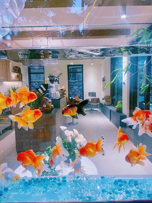玉溪水族店，玉溪市紅塔區頤神苑水族店