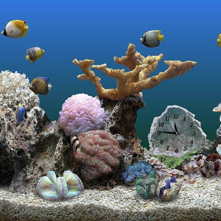 紅龍魚屏保2024最新款，2024最新款紅龍魚屏保