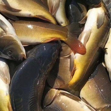 渭南水族批發市場，渭南水族批發市場是當地重要水產及觀賞魚交易集散地
