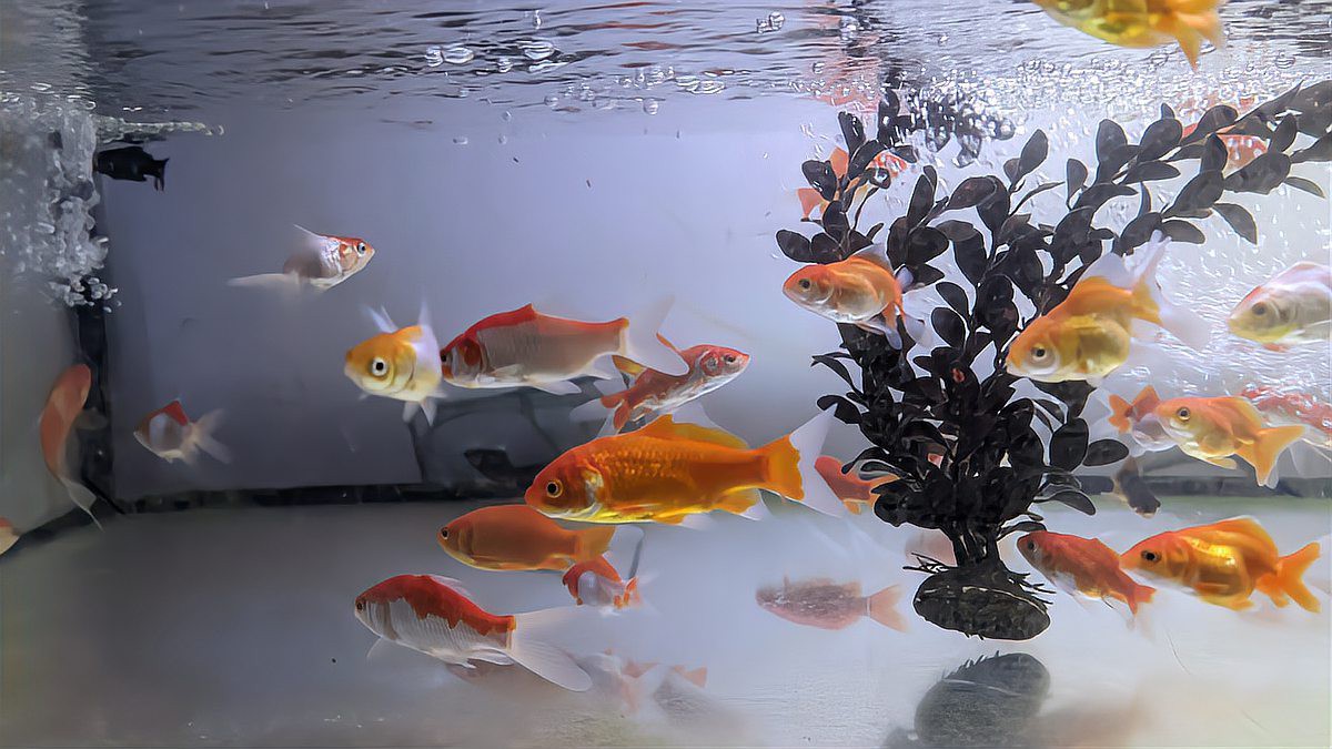 養魚新手需要注意什么，2025年養魚新手入門指南，養魚新手入門指南