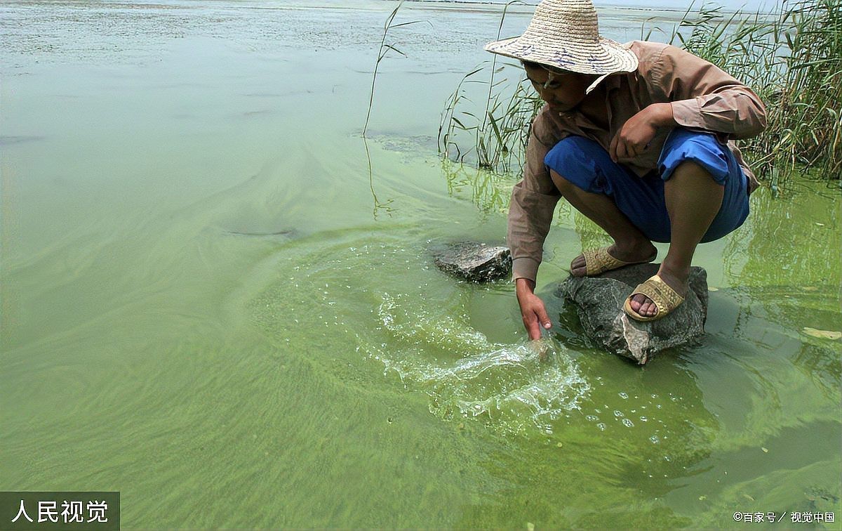 養魚新手需要注意什么，2025年養魚新手入門指南，養魚新手入門指南