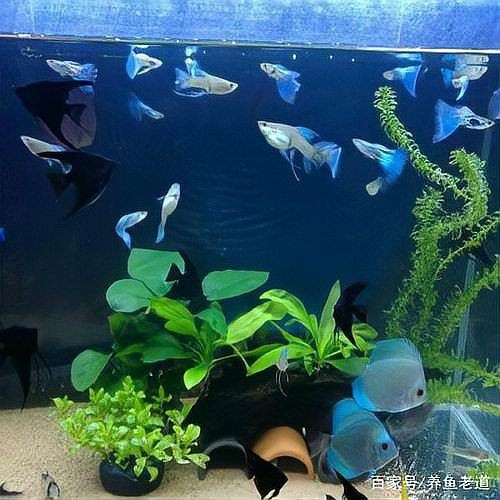 孔雀魚眼睛全黑死亡，孔雀魚的眼睛全黑了是怎么回事