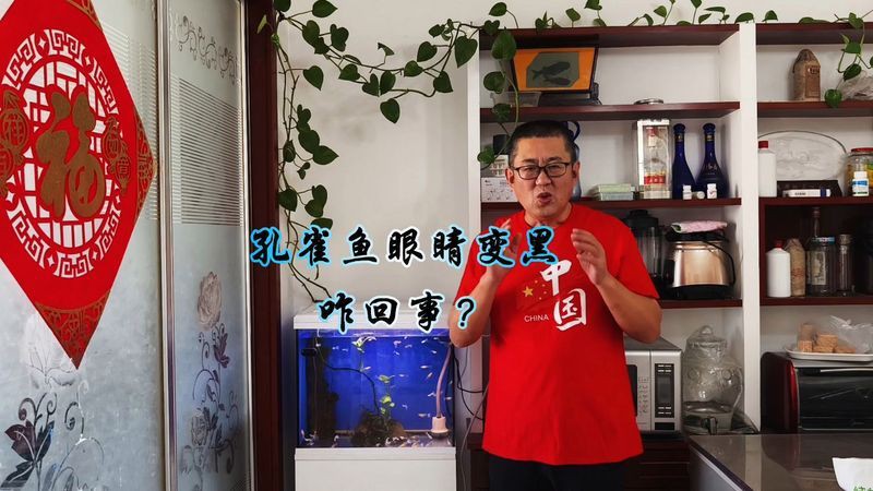 孔雀魚眼睛全黑死亡，孔雀魚的眼睛全黑了是怎么回事