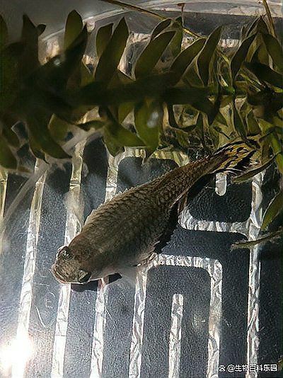 孔雀魚眼睛全黑死亡，孔雀魚的眼睛全黑了是怎么回事