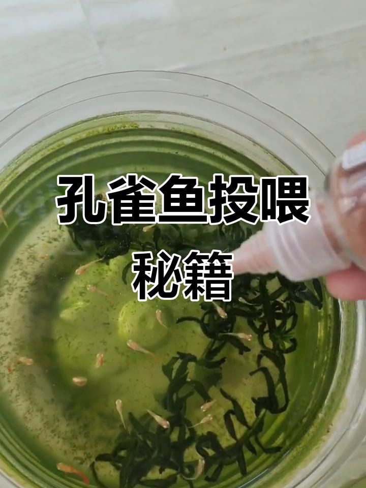 孔雀魚可以吃嗎，孔雀魚喂食技巧，看看你做對了嗎