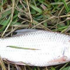 北流龍魚店，北流龍魚店北流鴨塘魚價格范圍是多少祥龍魚北流分店