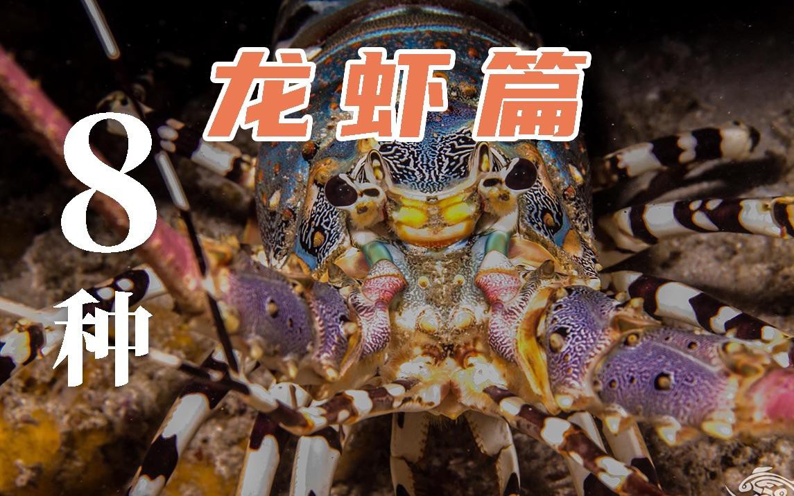 如何區(qū)分不同種類的龍蝦？，《如何區(qū)分不同種類的龍蝦》如何區(qū)分不同種類的龍蝦