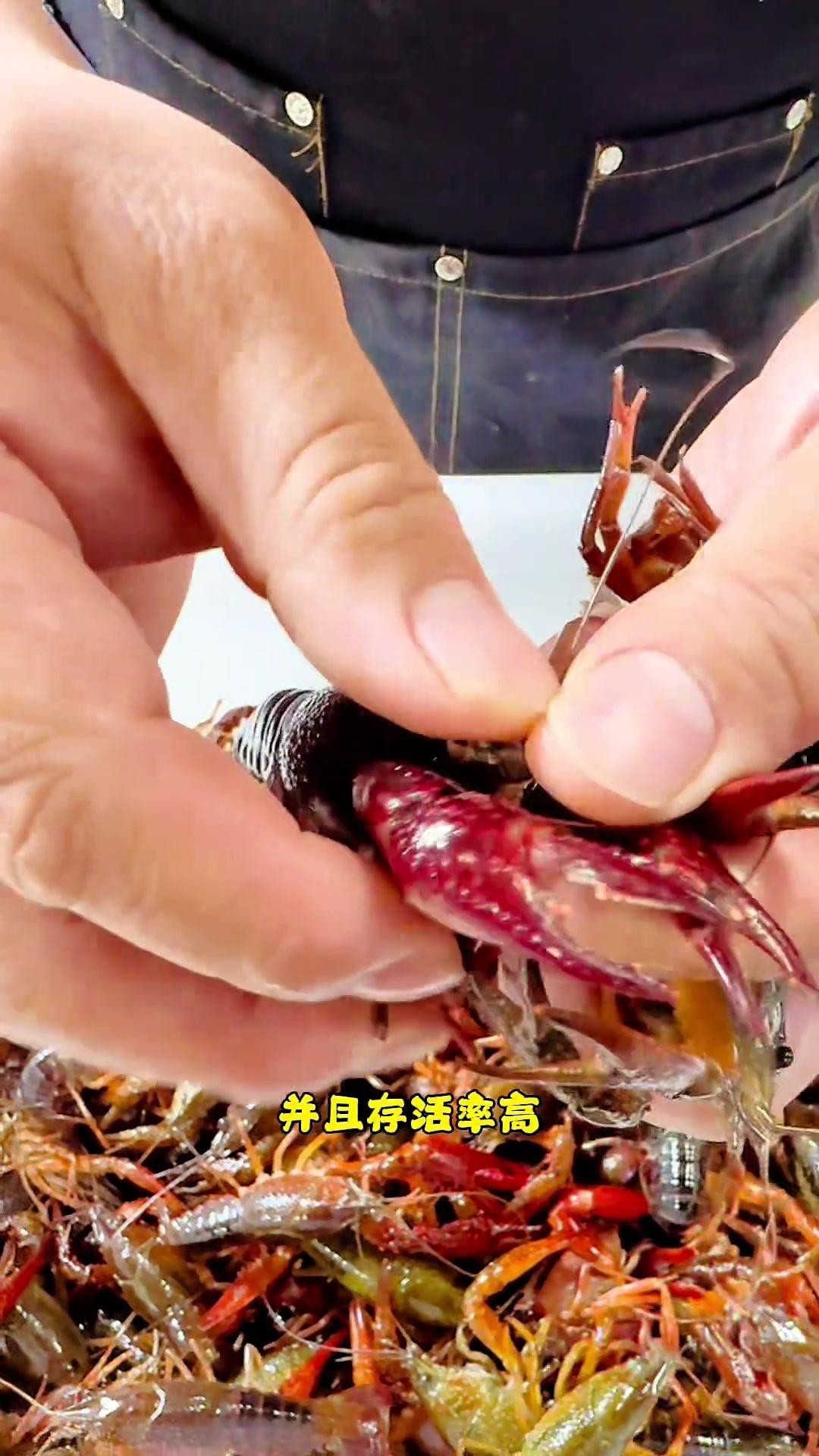 如何區(qū)分不同種類的龍蝦？，《如何區(qū)分不同種類的龍蝦》如何區(qū)分不同種類的龍蝦