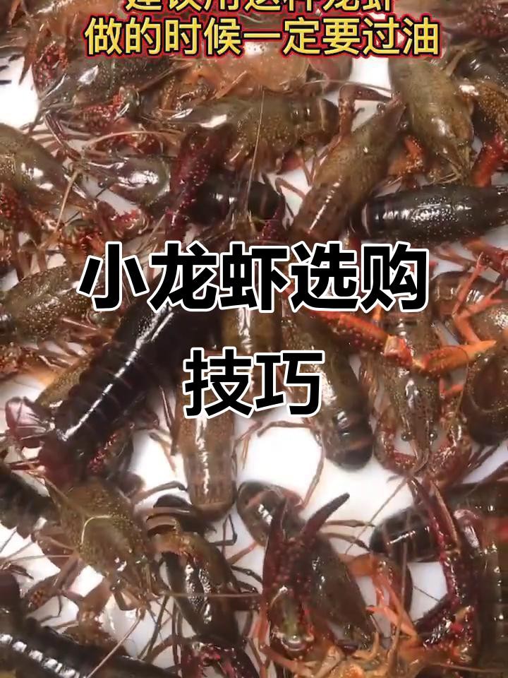 如何區(qū)分不同種類的龍蝦？，《如何區(qū)分不同種類的龍蝦》如何區(qū)分不同種類的龍蝦