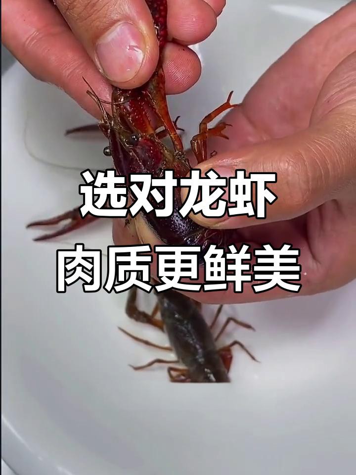 如何區(qū)分不同種類的龍蝦？，《如何區(qū)分不同種類的龍蝦》如何區(qū)分不同種類的龍蝦