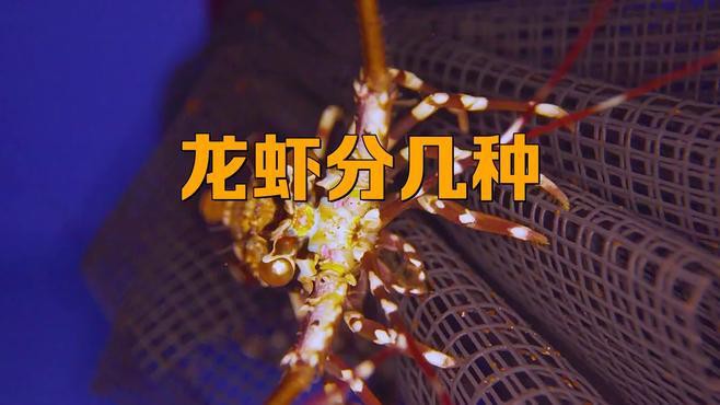 如何區(qū)分不同種類的龍蝦？，《如何區(qū)分不同種類的龍蝦》如何區(qū)分不同種類的龍蝦