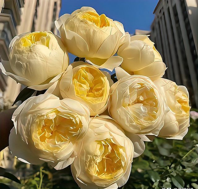 幾乎不生病的月季品種，\