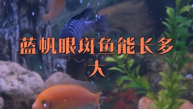 籃帆眼斑是哪里的魚，愛養魚的小光，藍帆眼斑