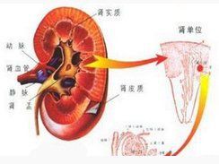 玫瑰魚的功效與作用，玫瑰魚功效與作用