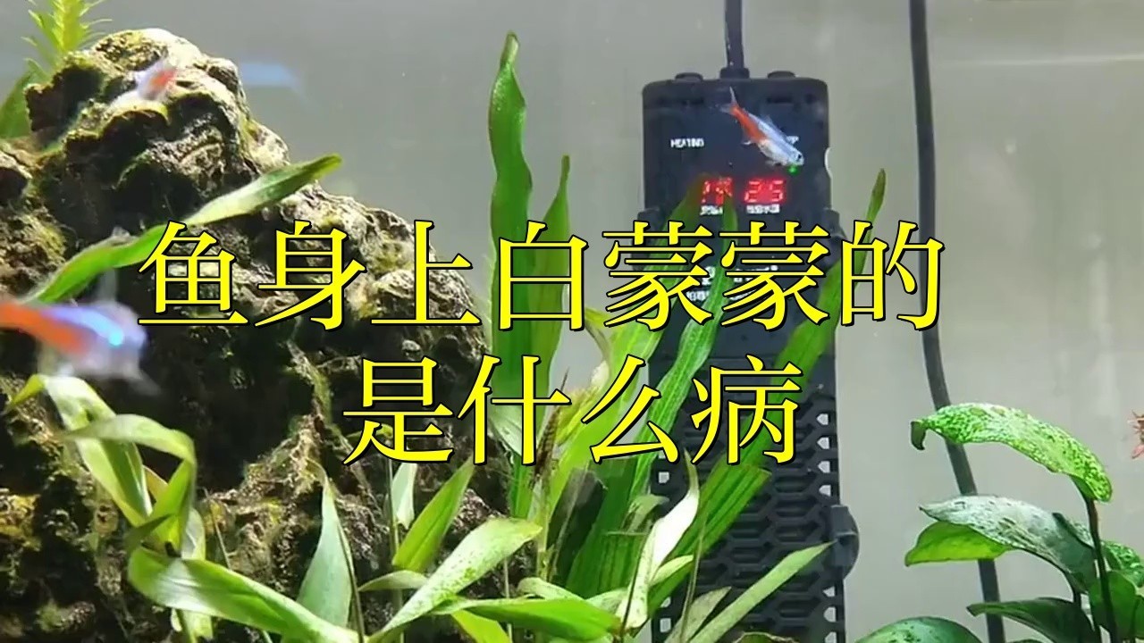 如何判斷龍魚是否得了白霉病？，林業(yè)衛(wèi)士，水霉和白點病怎么區(qū)別