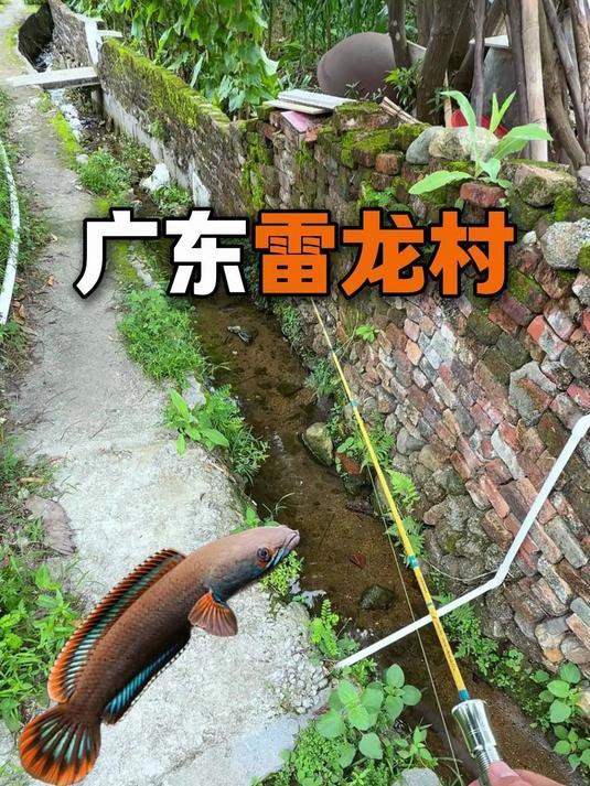 如何判斷雷龍魚是否上鉤？，《如何判斷雷龍魚是否上鉤》路亞新手釣雷龍保姆級教學