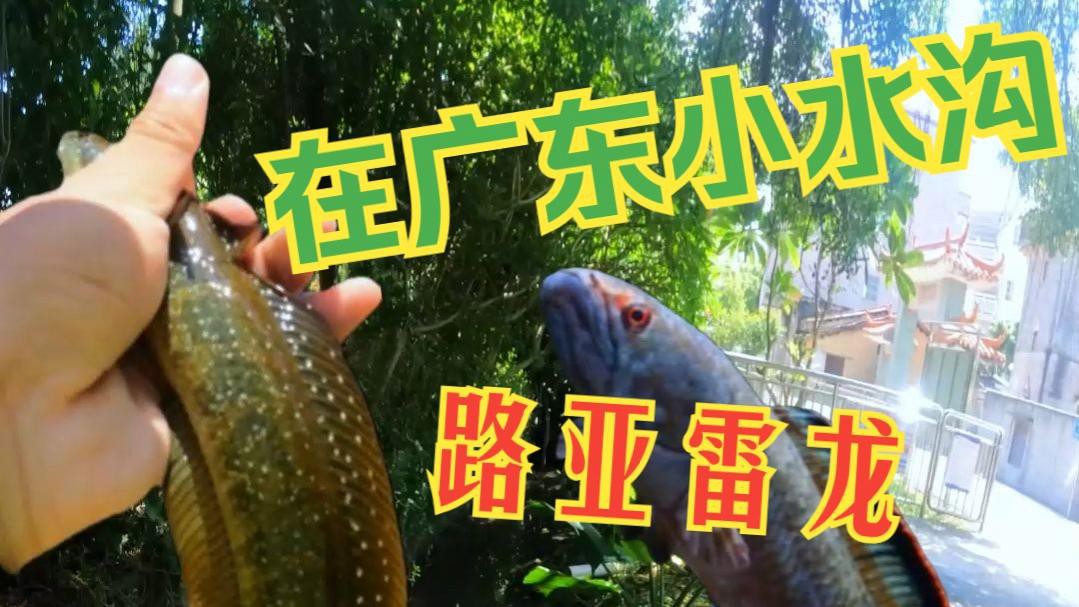 如何判斷雷龍魚是否上鉤？，《如何判斷雷龍魚是否上鉤》路亞新手釣雷龍保姆級教學