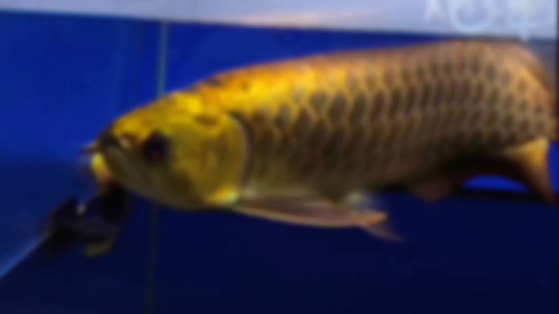 24K過背金龍有哪些品種？，24k過背金龍的價格是多少