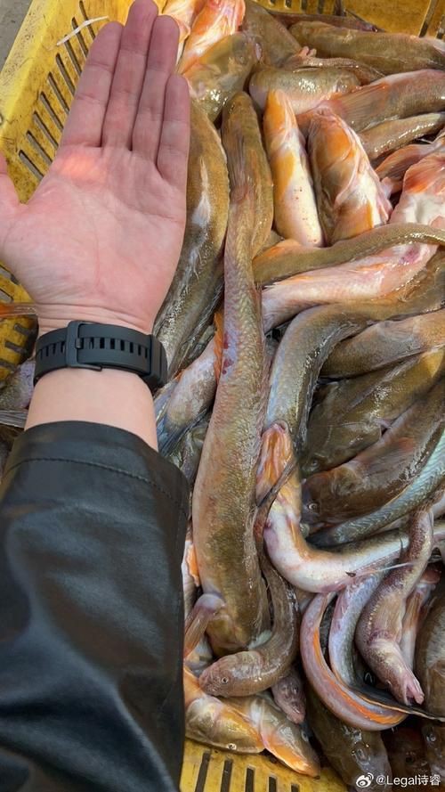 矛尾刺蝦虎魚圖片，探索海洋世界：矛尾刺蝦虎魚