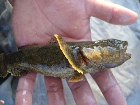 矛尾刺蝦虎魚圖片，探索海洋世界：矛尾刺蝦虎魚