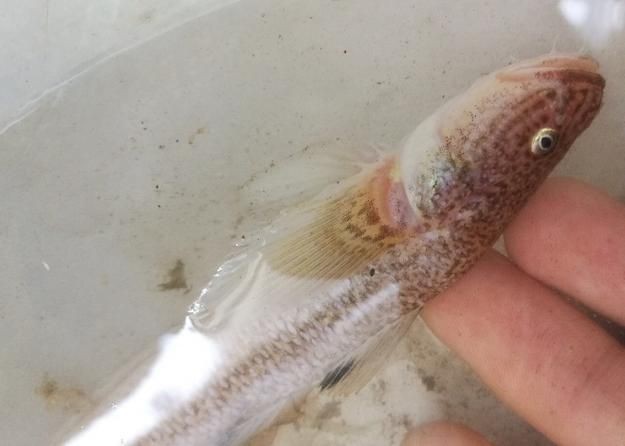 矛尾刺蝦虎魚圖片，探索海洋世界：矛尾刺蝦虎魚