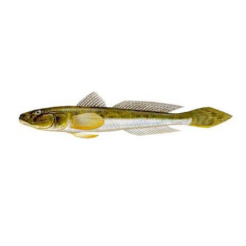 矛尾刺蝦虎魚圖片，探索海洋世界：矛尾刺蝦虎魚