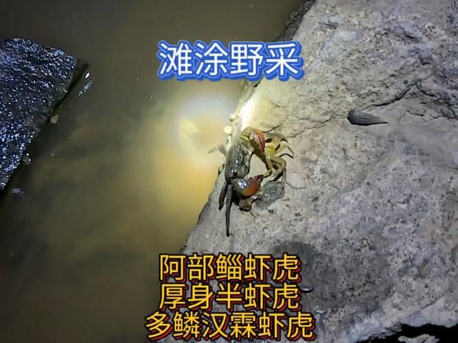 矛尾刺蝦虎魚圖片，探索海洋世界：矛尾刺蝦虎魚