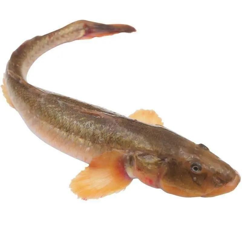 矛尾刺蝦虎魚圖片，探索海洋世界：矛尾刺蝦虎魚