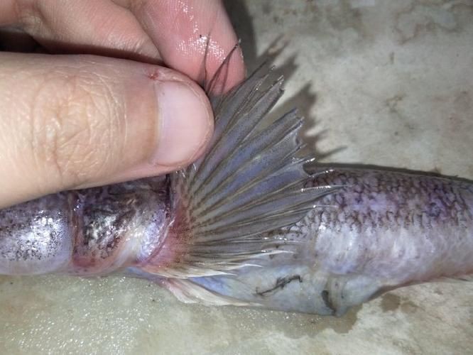 矛尾刺蝦虎魚圖片，探索海洋世界：矛尾刺蝦虎魚