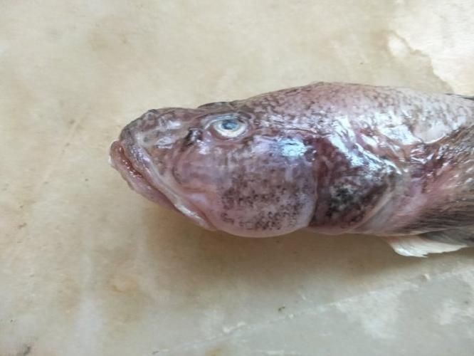 矛尾刺蝦虎魚圖片，探索海洋世界：矛尾刺蝦虎魚