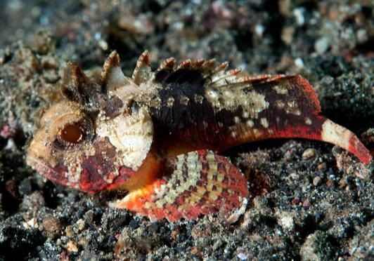 矛尾刺蝦虎魚圖片，探索海洋世界：矛尾刺蝦虎魚