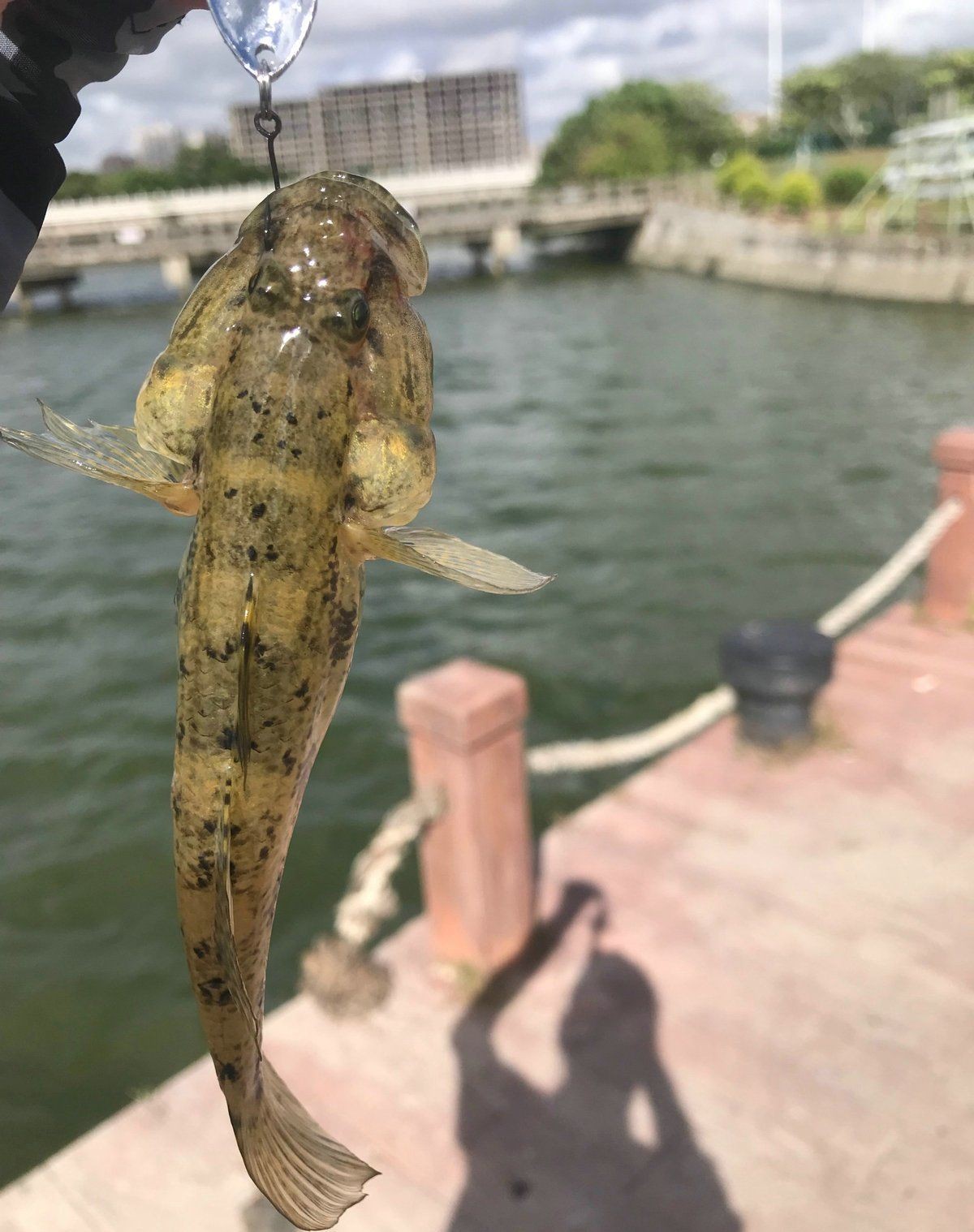 矛尾刺蝦虎魚圖片，探索海洋世界：矛尾刺蝦虎魚