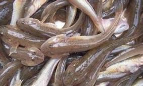 矛尾刺蝦虎魚圖片，探索海洋世界：矛尾刺蝦虎魚