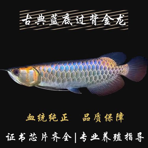 提供幾張藍底高背金龍圖片欣賞，《藍底高背金龍圖片欣賞》
