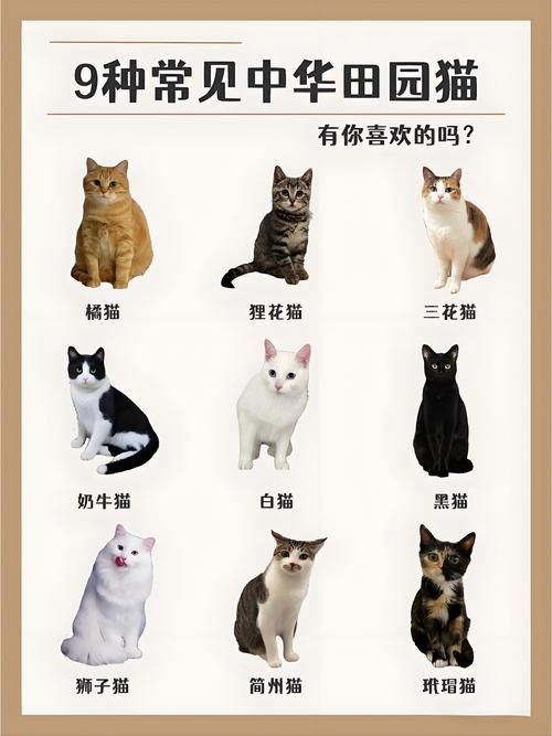 貓的品種大全及圖片，京海讀書堂，貓，最全純種貓咪合集!