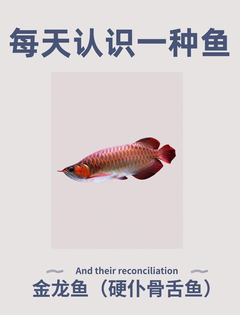 哪種紅龍魚品種壽命最長？，哪種紅龍魚的壽命最長？ 哪種紅龍魚品種壽命最長？，哪種紅龍魚的壽命最長？ 龍魚百科 第3張